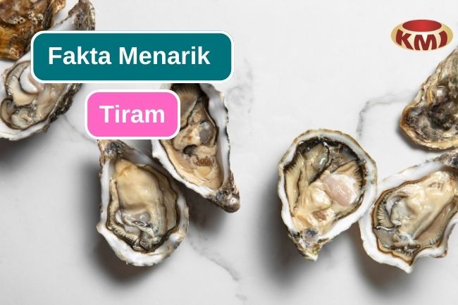 Ketahui 9 Fakta Menarik Mengenai Tiram